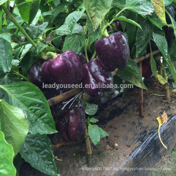 SP29 Ziyan mediados de la madurez temprana f1 semillas híbridas de pimiento dulce púrpura